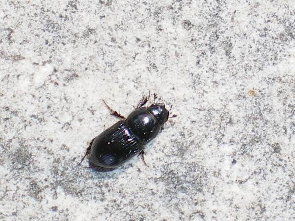 Aphodiidae: Calamosternus granarius e Tenebrionidae: Asida bayardi bayardi